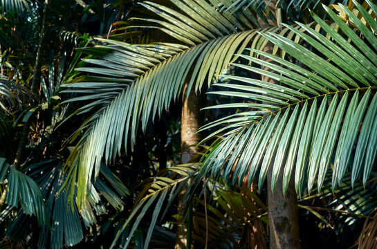 branches of lush green coconut - palm trees inside AJC Bose Indian Botanic garden, at Shibpur, Howrah.