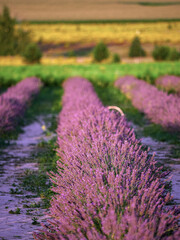 Fototapeta na wymiar Lavender flower field, blooming purple fragrant lavender flowers. Growing lavender swaying in the wind over the sunset sky, harvest, perfume ingredient, aromatherapy. Lavender field, perfume ingredien