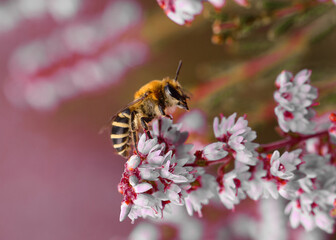 Bee on flower