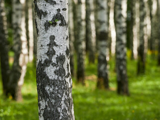 birch forest in the morning sunlight