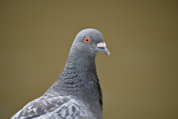 close up of a pigeon