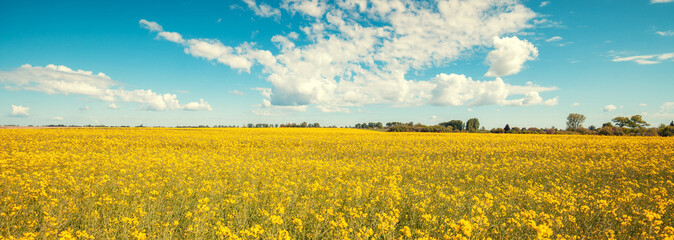 Blossoming rapeseed field witn beautiful sky in spring