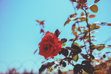 Red rose against blue sky in the garden