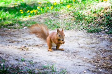 Red squirrel sits on a path in the forest and eats a nut on a green background