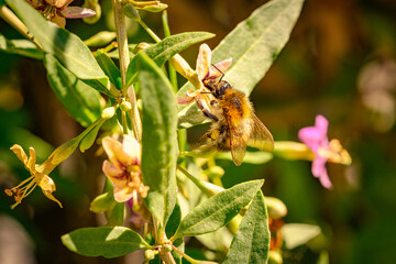 Wiesenhummel auf Nektarsuch