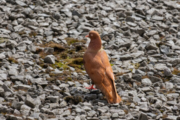 Monochrome red pigeon close-up looking into camera with its neck outstretched, on gray stones covered with moss on bright sunny day. Water drops on plumage. Carnot meat breed, Roman red. Copy space.