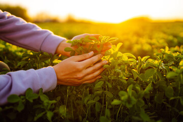 Farmer hand touches green lucerne in the field at sunset. Field of fresh grass growing.