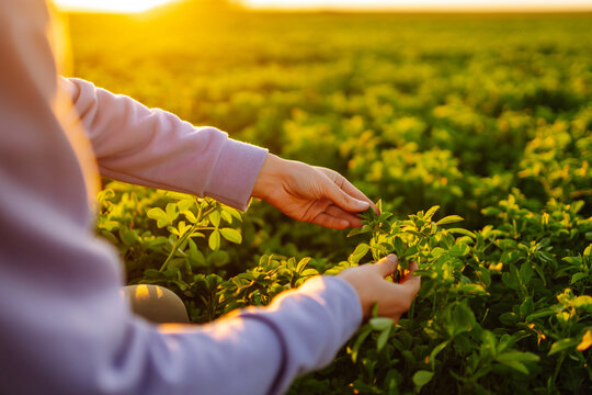 Farmer Hand Touches Green Lucerne In The Field At Sunset. Field Of Fresh Grass Growing.