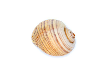 Image of large empty ocean snail shell on a white background. Undersea Animals. Sea shells.