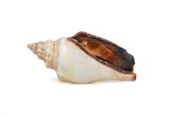 Image of sea shell strombus urceus, canarium urceus on a white background. Sea shells. Undersea Animals.