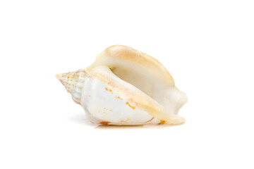 Image of seashells humped conch (Gibberulus gibbosus) on a white background. Undersea Animals. Sea Shells.