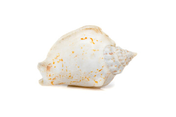 Image of seashells humped conch (Gibberulus gibbosus) on a white background. Undersea Animals. Sea Shells.