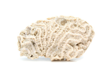 Image of coral cubes on a white background. Undersea Animals.