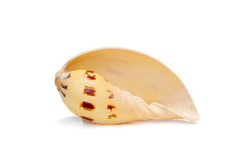Image of seashells melo melo on a white background. Undersea Animals. Sea Shells.
