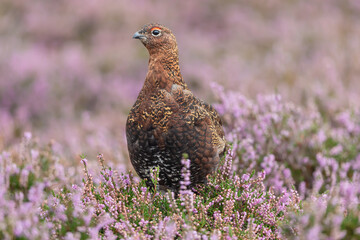 Close up of a Red Grouse male with red eyebrow in late Summer when the heather is in full bloom.  Facing forward.  Scientific name: Lagopus Lagopus.    Copy Space.