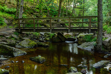 bridge in the forest