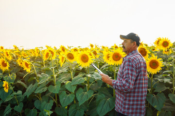 Farmer standing in the sunflower field, looking at sunflower seeds. Harvesting, organic farming concept