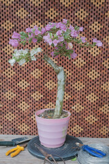 Multicolour Bougainvillea Flower with Pink and White Color Tone.