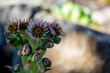 Mountain flower for alpine slide, landscape design element image