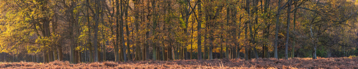 Fototapeta na wymiar Beautiful large panorama Autumn Fall landscape image of backlit forest during sunrise give golden glow to all trees
