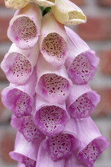 Fingerhut (Digitalis purpurea) vor Ziegelmauer