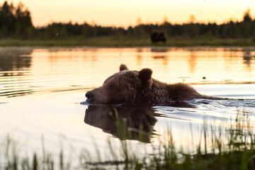 Brown bear swimming after sunset