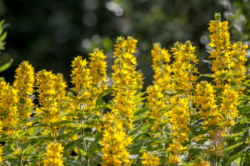 Punktierte Gilbweiderich (Lysimachia punctata)