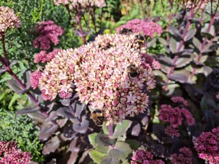 Several Bumblebees are collecting nectar from purple and pink flowers in the border.