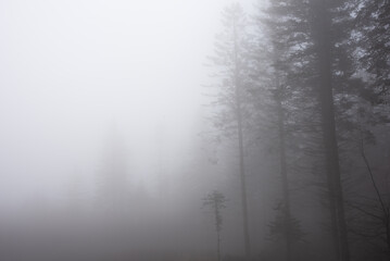 Fototapeta na wymiar Beautiful moody atmospheric foggy Autumn Fall landscape in woodland in English countryside