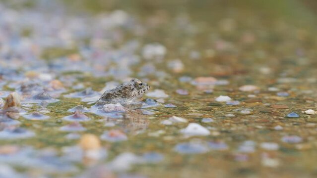 Small earth-colored frogs living near rice paddies in a farming village in summer