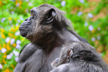 chimpanzee closeup head