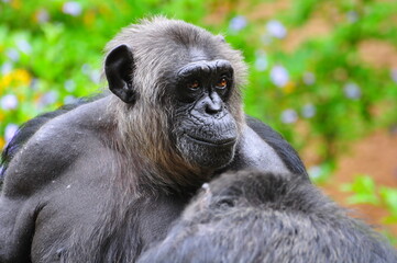 Close-up of one chimpanzees