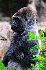 Sitting gorilla in zoo