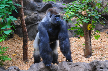 Big gorilla in the garden