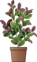 Abstract of Chinese fringe plant, Chinese witch hazel or Loropetalum leaf with brown pot on white background.