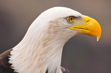 closeup from eagle