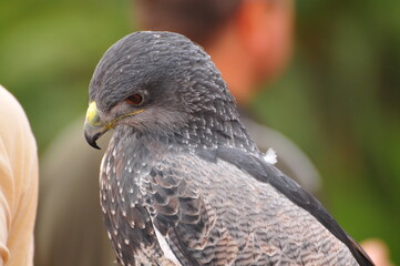 close up of a falcon