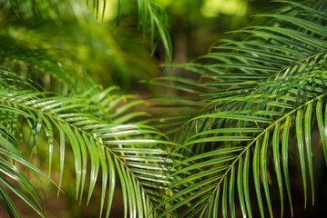 Naklejka na ściany i meble Tropical background with green palms - stock photo