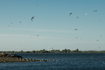 The bird island of Bliek is a popular breeding ground for a variety of European birds. The island is only accessible by water and has a small wooden dock and observation point for birdwatchers