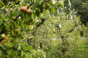 pears grow from trees in an orchard that has been left for the public to claim in the Netherlands....