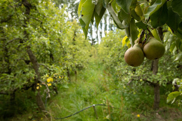 pears grow from trees in an orchard that has been left for the public to claim in the Netherlands. The area used to be a farm but the land has been sold leaving the crop to nearby residents.