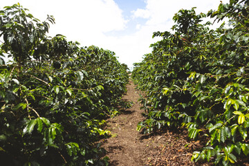 Coffee plantation with green trees