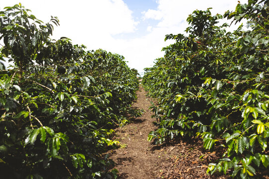 Coffee plantation with green trees