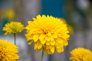 Beautiful flowers in the garden in summer