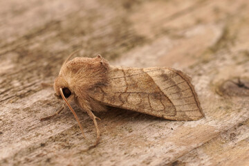 Closeup on the lightbrown rosy rustic potato skin borer owlet moth ,Hydraecia micacea