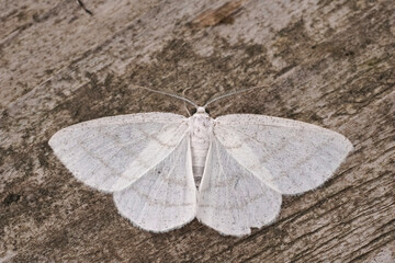 Fototapeta na wymiar Closeup on the Common White Wave geometer moth, Cabera pusaria with open wings