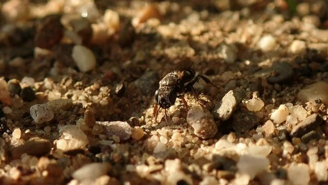 Oxybelus uniglumis, a wasp digging its nest, slow motion