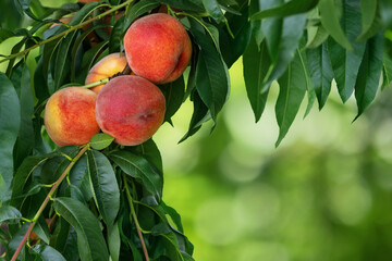 branch of ripe red peaches in garden