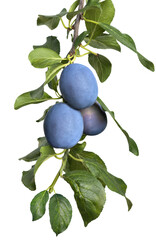 blue plums on branch isolated on white