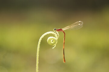a needle dragonfly perches on a beautiful thread